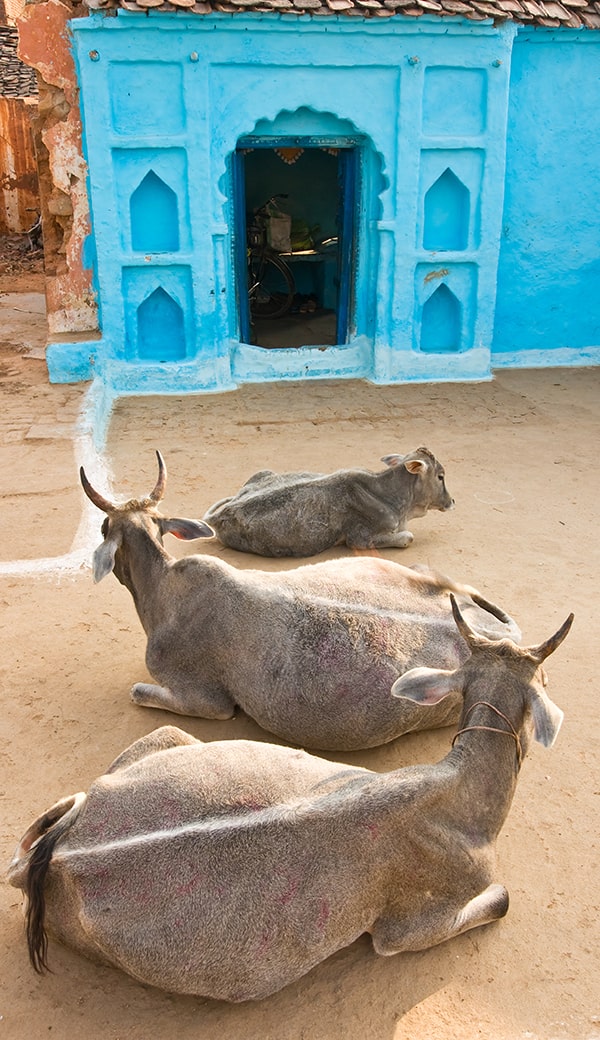 インドの牛が道端のごみを食べる理由や問題点について